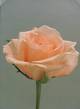 les fleure